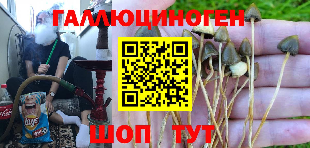 Псилоцибиновые грибы Psilocybine cubensis Советский